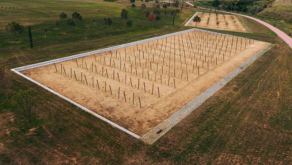 Aerial view of a newly planted field with rows of stakes in a parkland setting.