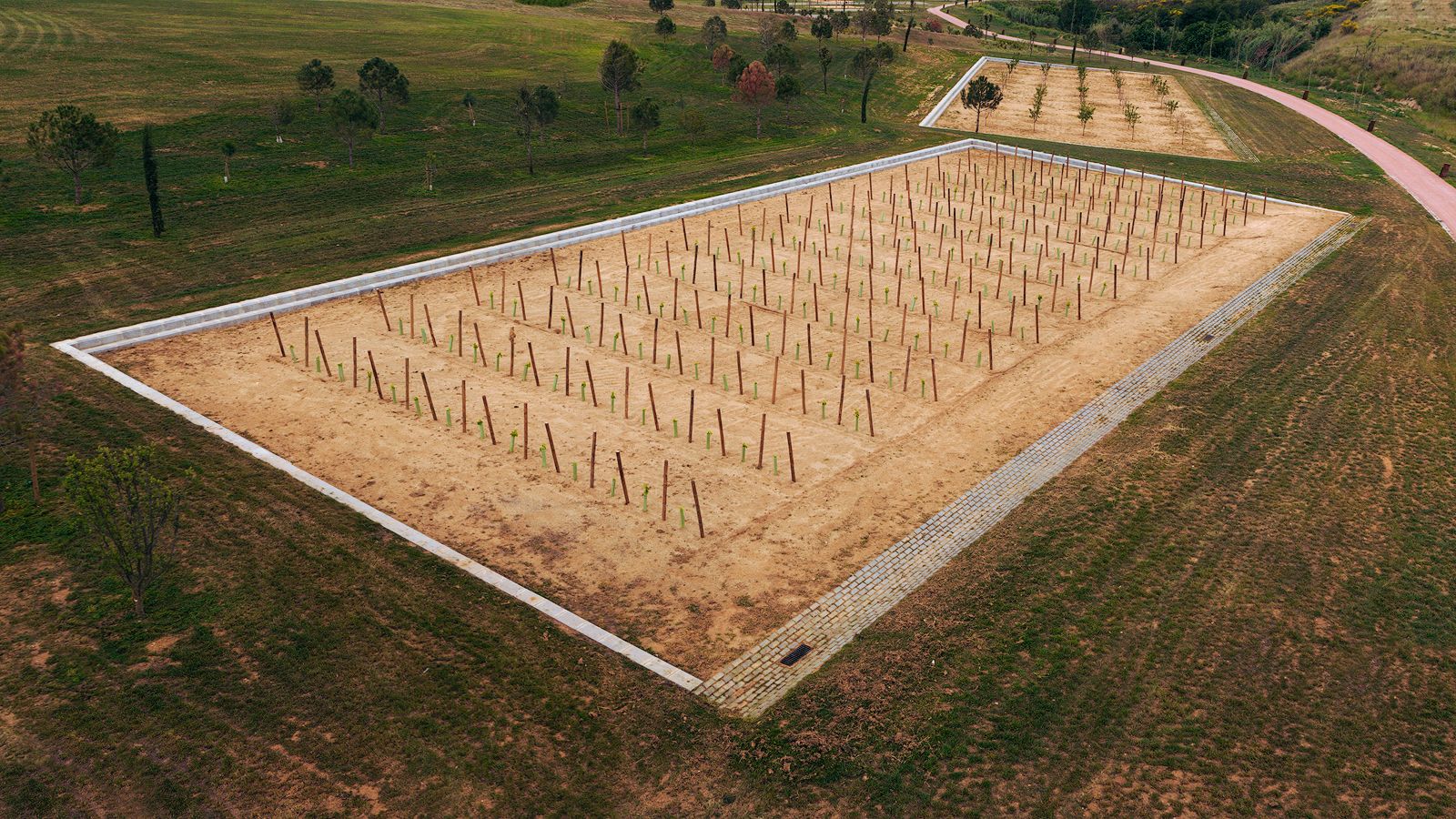 Aerial view of a newly planted field with rows of stakes in a parkland setting.