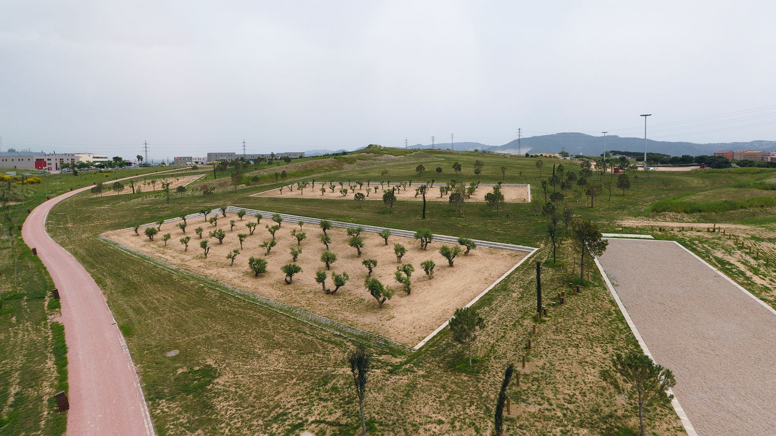 Aerial view of a parkland area featuring multiple newly planted fields with olive trees and a winding pink pathway.