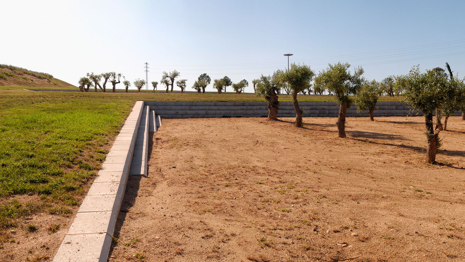 Young olive trees in a terraced park area with stone retaining walls and a grassy embankment.